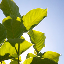 Grüne Blätter vor blauem Himmel